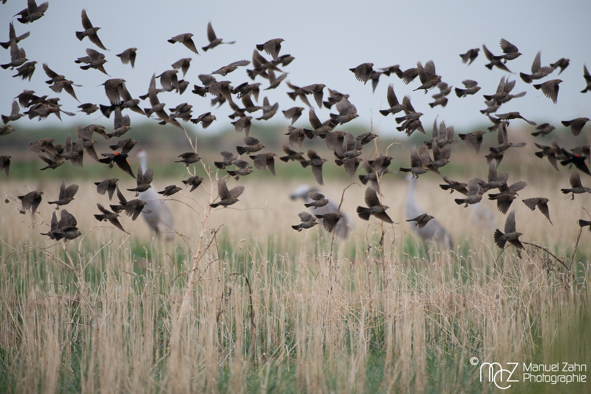 Red-winged  Blackbirds - Agelaius phoeniceus - Rotflügel-Schwarzstärlinge