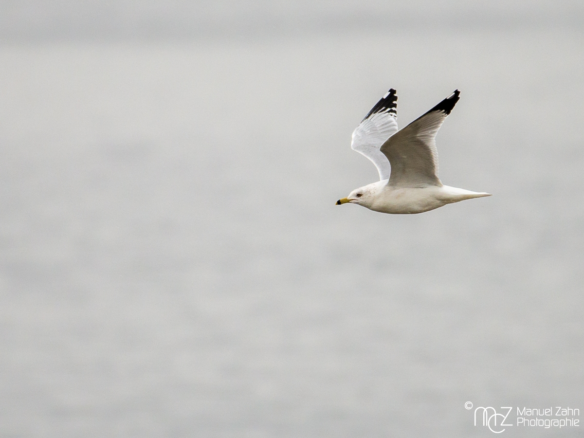 Ring-billed gull - Larus delawarensis - Ringschnabelmöwe