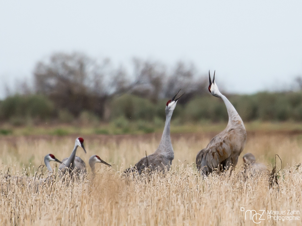 Sandhill crane - Grus canadensis - Kanadakranich