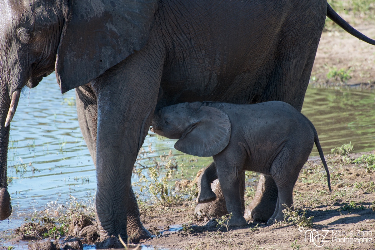 African-bush-elephant-01