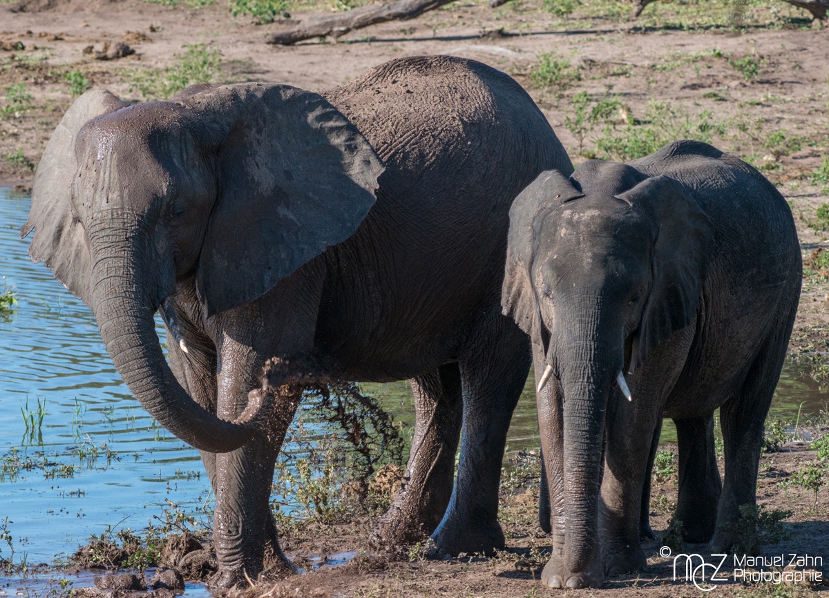 African-bush-elephant-02