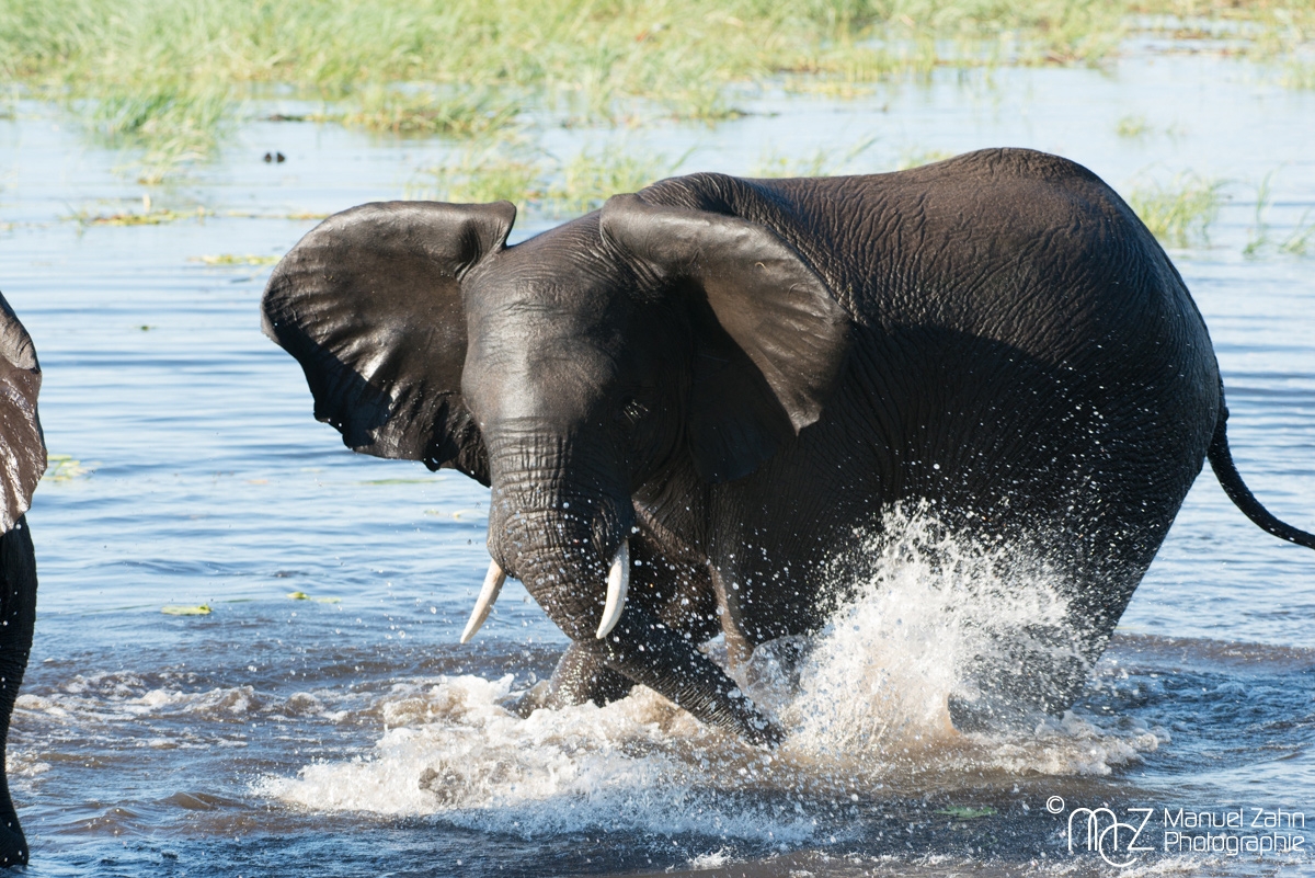 African-bush-elephant-05
