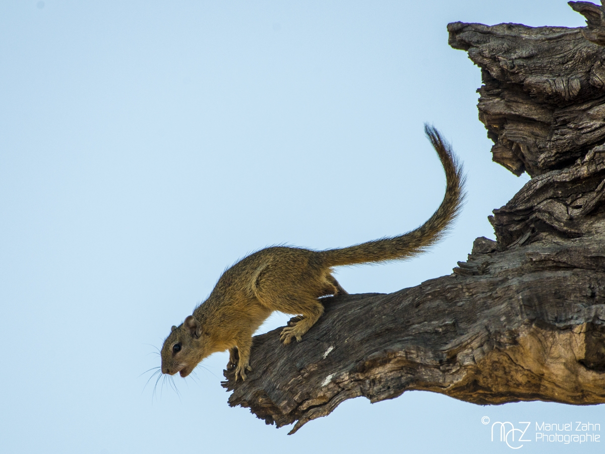 Smith's bush squirrel - Paraxerus cepapi - Smith-Buschhörnchen