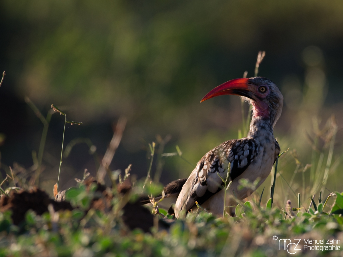 (Southern) Red-billed Hornbill - Tockus rufirostris 04
