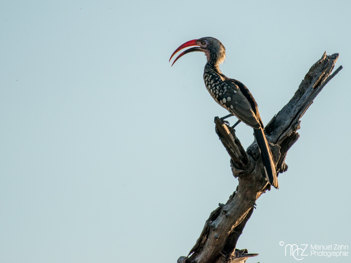 (Southern) Red-billed Hornbill - Tockus rufirostris 05