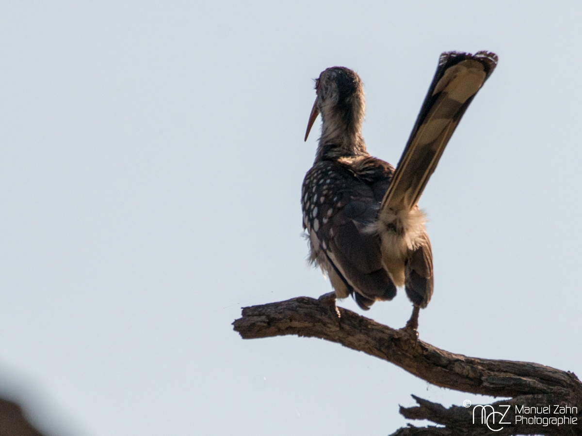 (Southern) Red-billed Hornbill - Tockus rufirostris