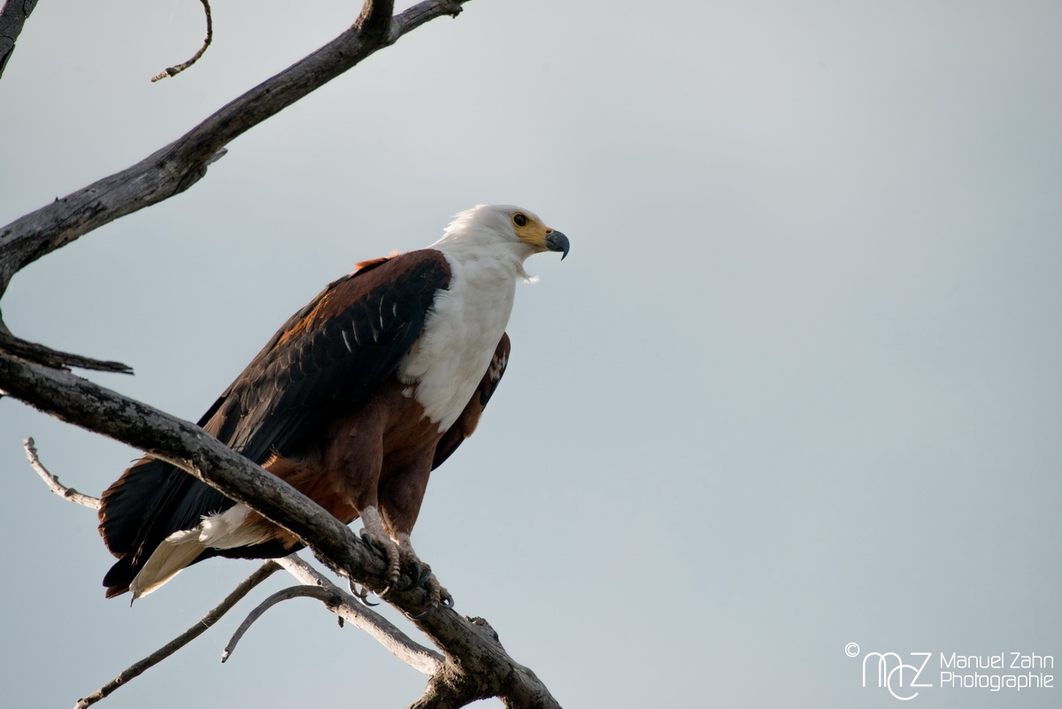 African Fish-eagle - Haliaeetus vocifer