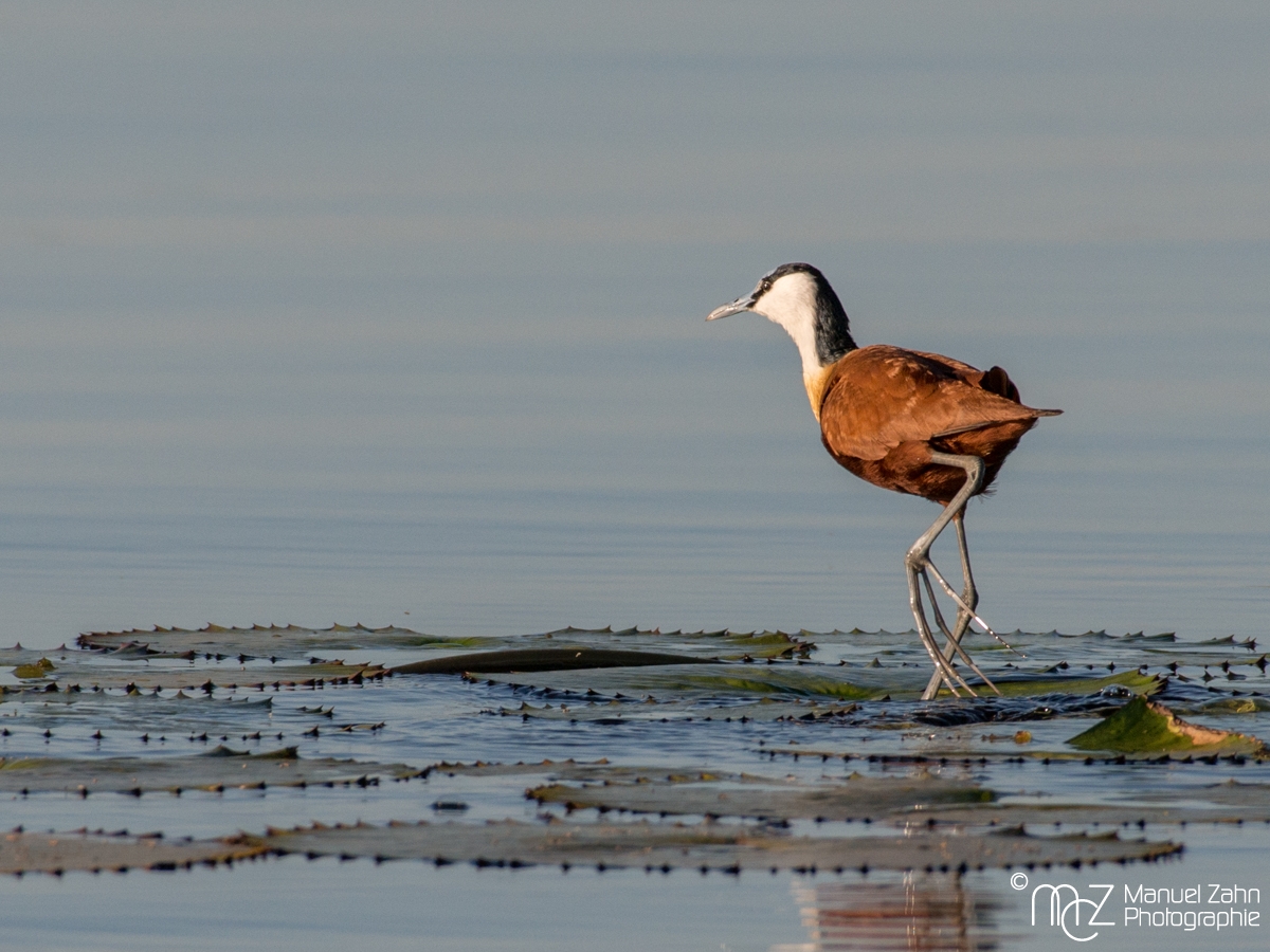 African Jacana - Actophilornis africanus 02