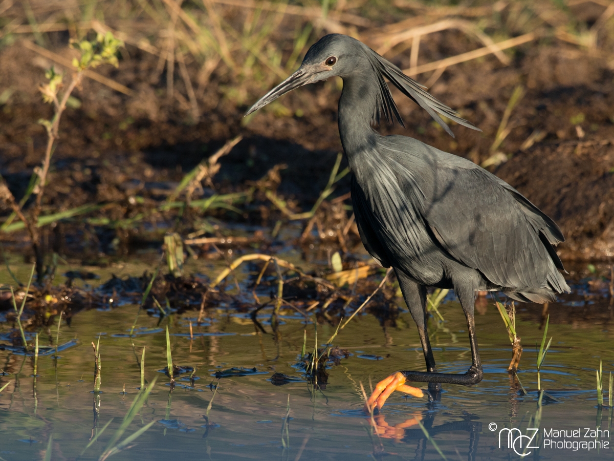Black Heron - Egretta ardesiaca 03