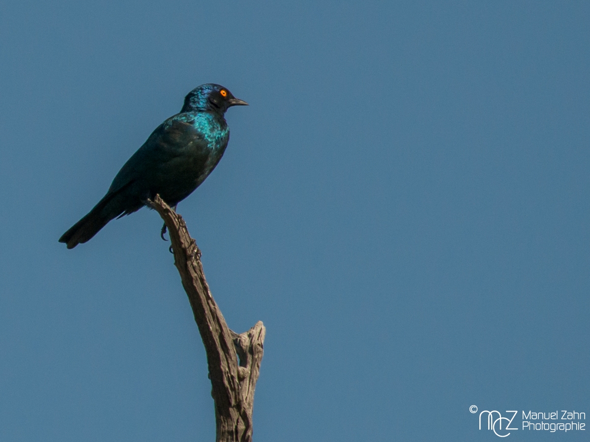 Cape Starling - Lamprotornis nitens