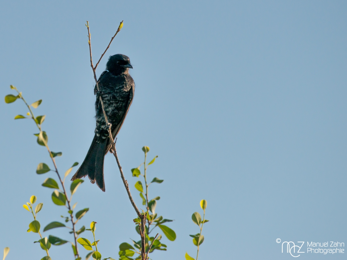 Fork-tailed Drongo - Dicrurus adsimilis 02