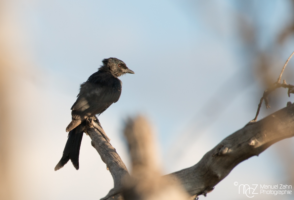 Fork-tailed Drongo - Dicrurus adsimilis 03