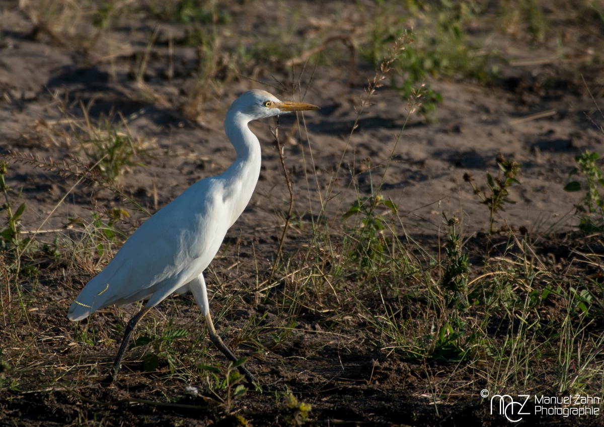 Intermediate Egret - Egretta intermedia