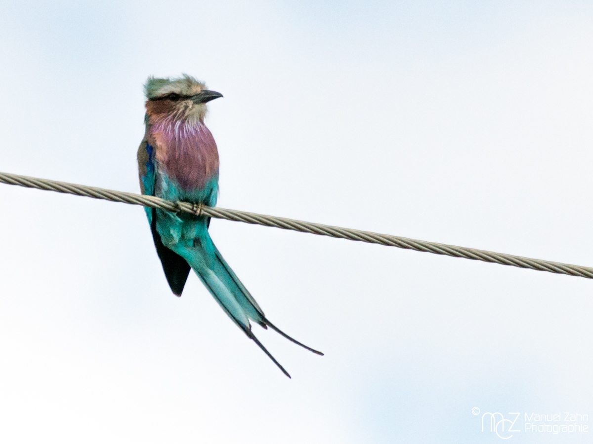 Lilac-breasted Roller - Coracias caudatus 04