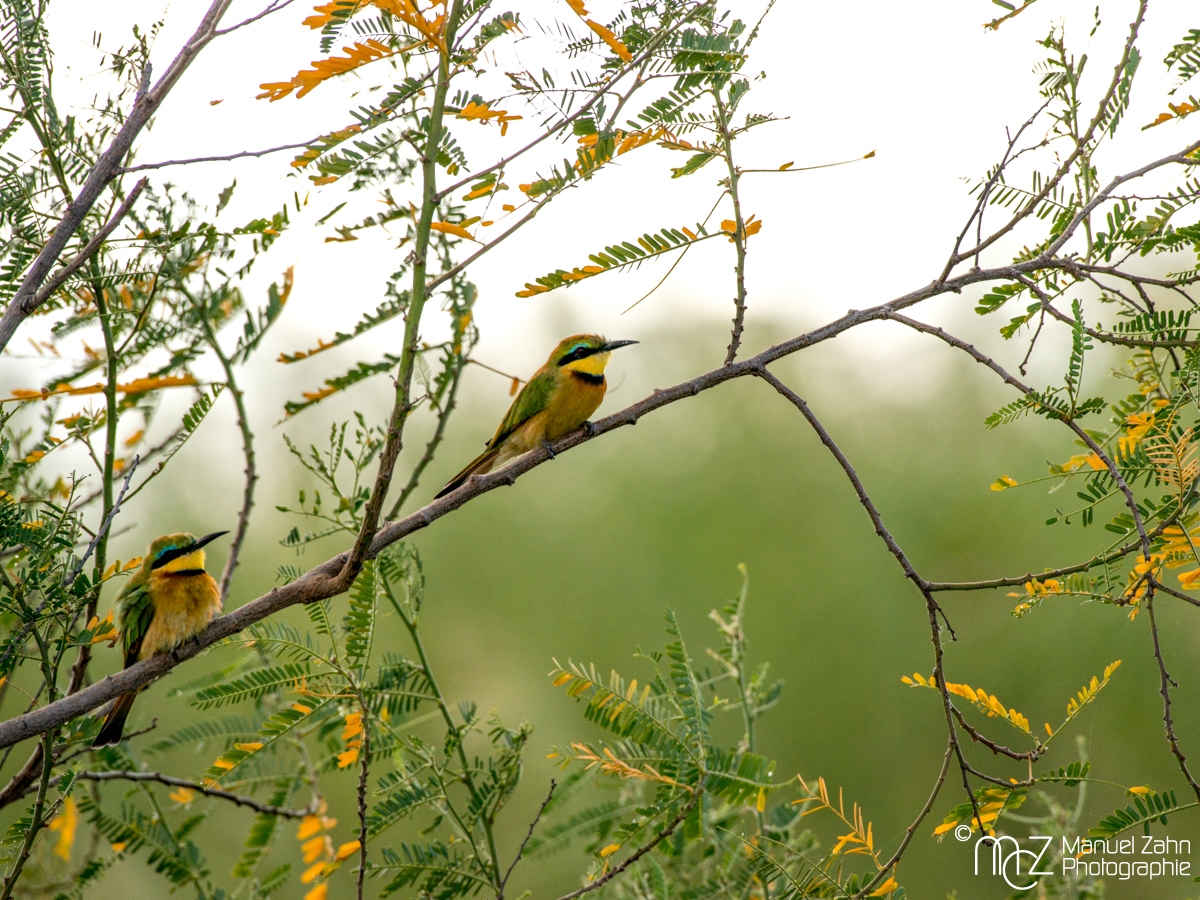 Little Bee-eater - Merops pusillus 04