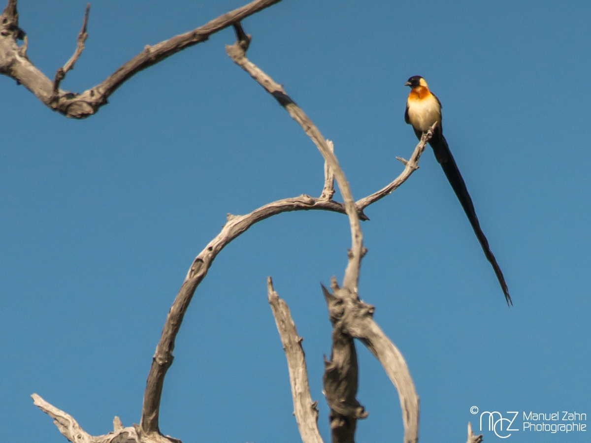 Long-tailed Paradise-whydah