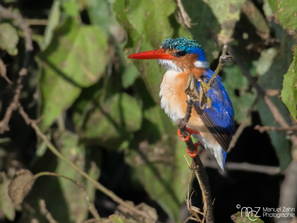 Malachite Kingfisher - Corythornis cristatus 03