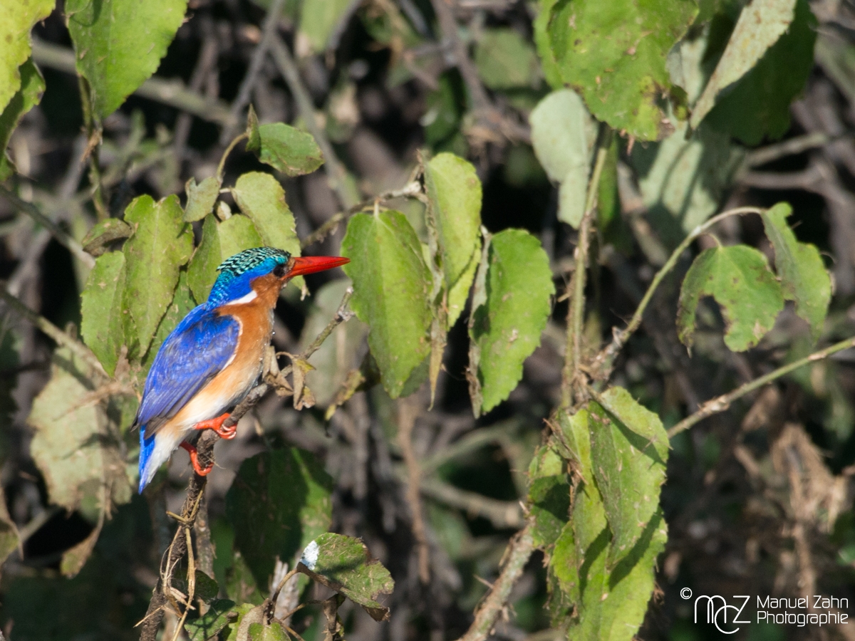 Malachite Kingfisher - Corythornis cristatus