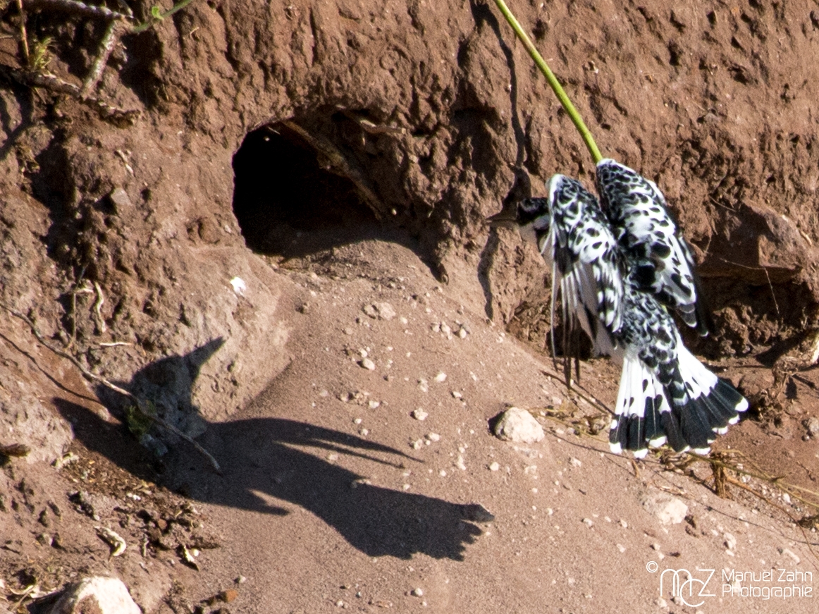 Pied Kingfisher - Ceryle rudis 02
