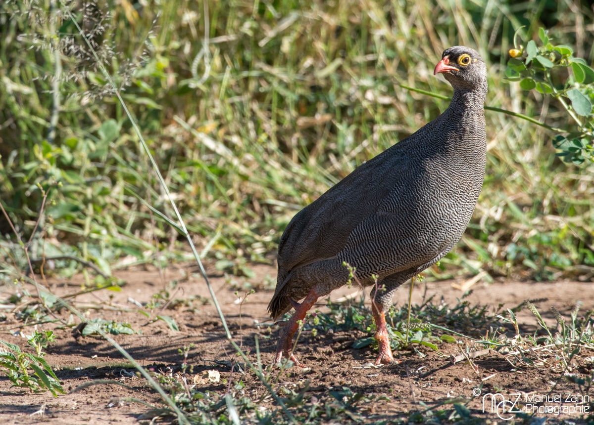 Red-billed Francolin (Spurfowl) - Pternistis adspersus 03