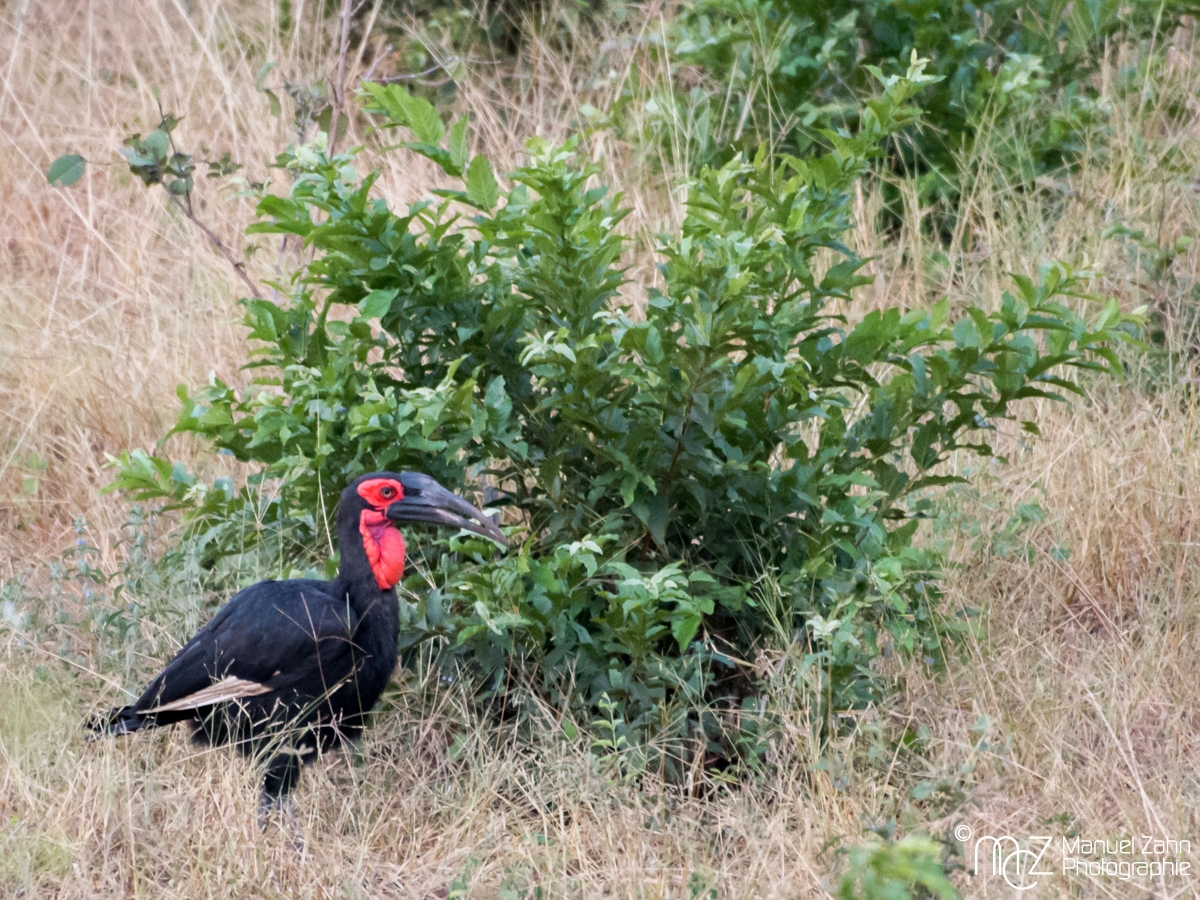 Southern Ground-hornbill - Bucorvus leadbeateri