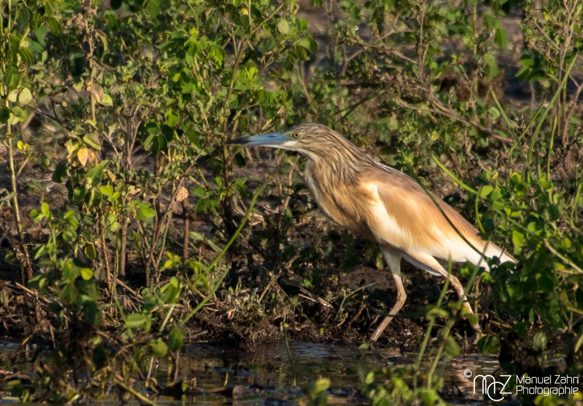 Squacco Heron - Ardeola ralloides 02