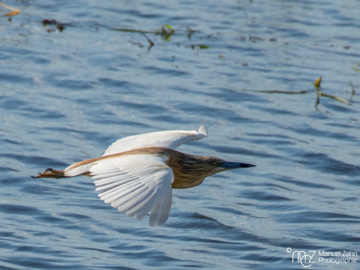 Squacco Heron - Ardeola ralloides