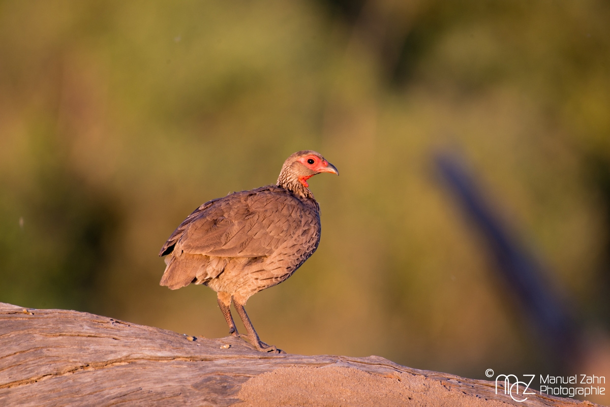 Swainson's Francolin (Spurfowl) - Pternistis swainsonii