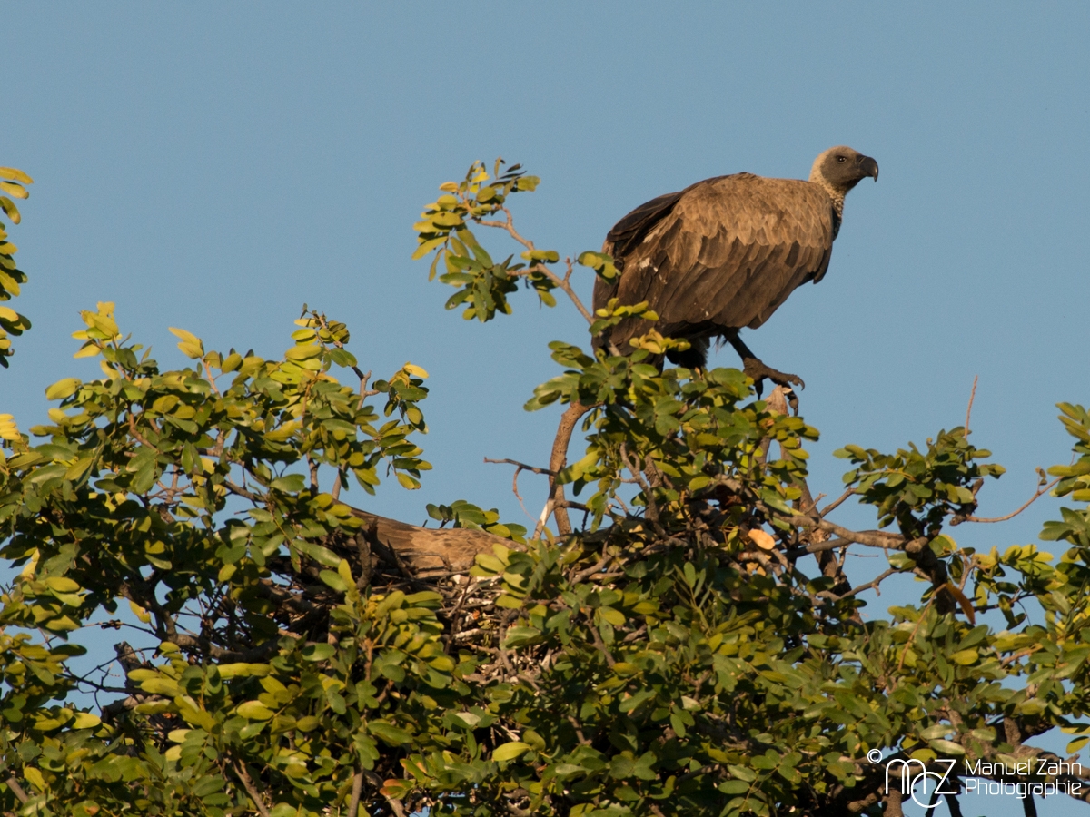 White-backed Vulture - Gyps africanus 02