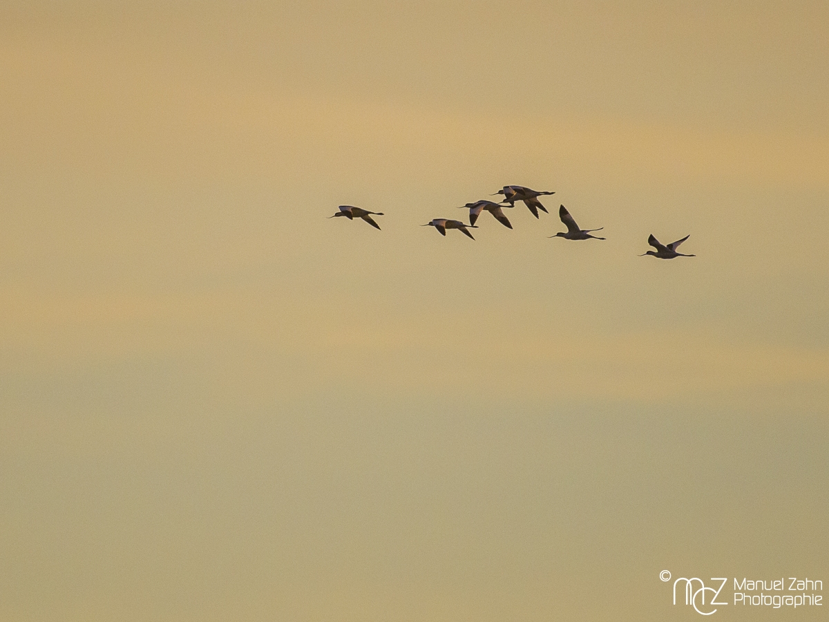 Säbelschnäbler - Recurvirostra avosetta - Pied Avocet 