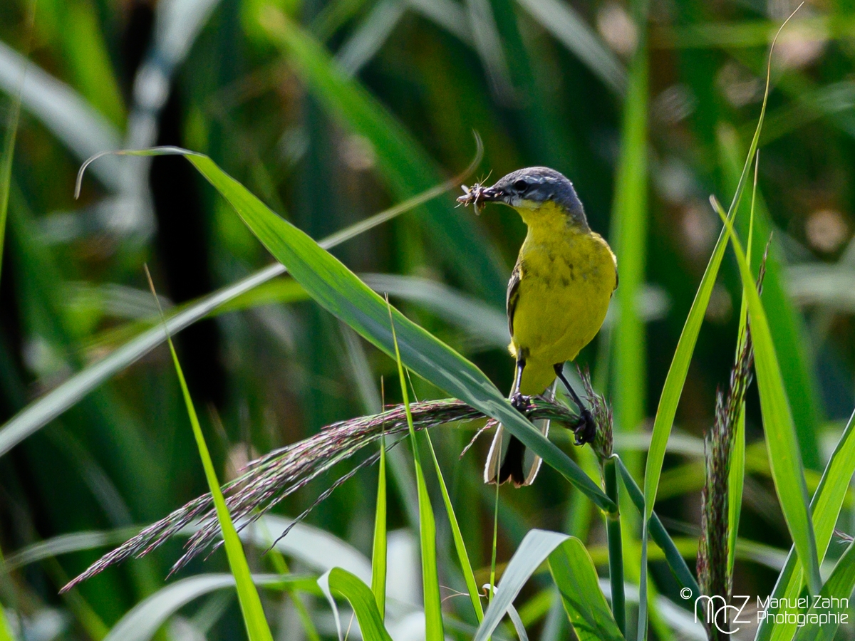 Schafstelze - Motacilla flava - Western Yellow Wagtail