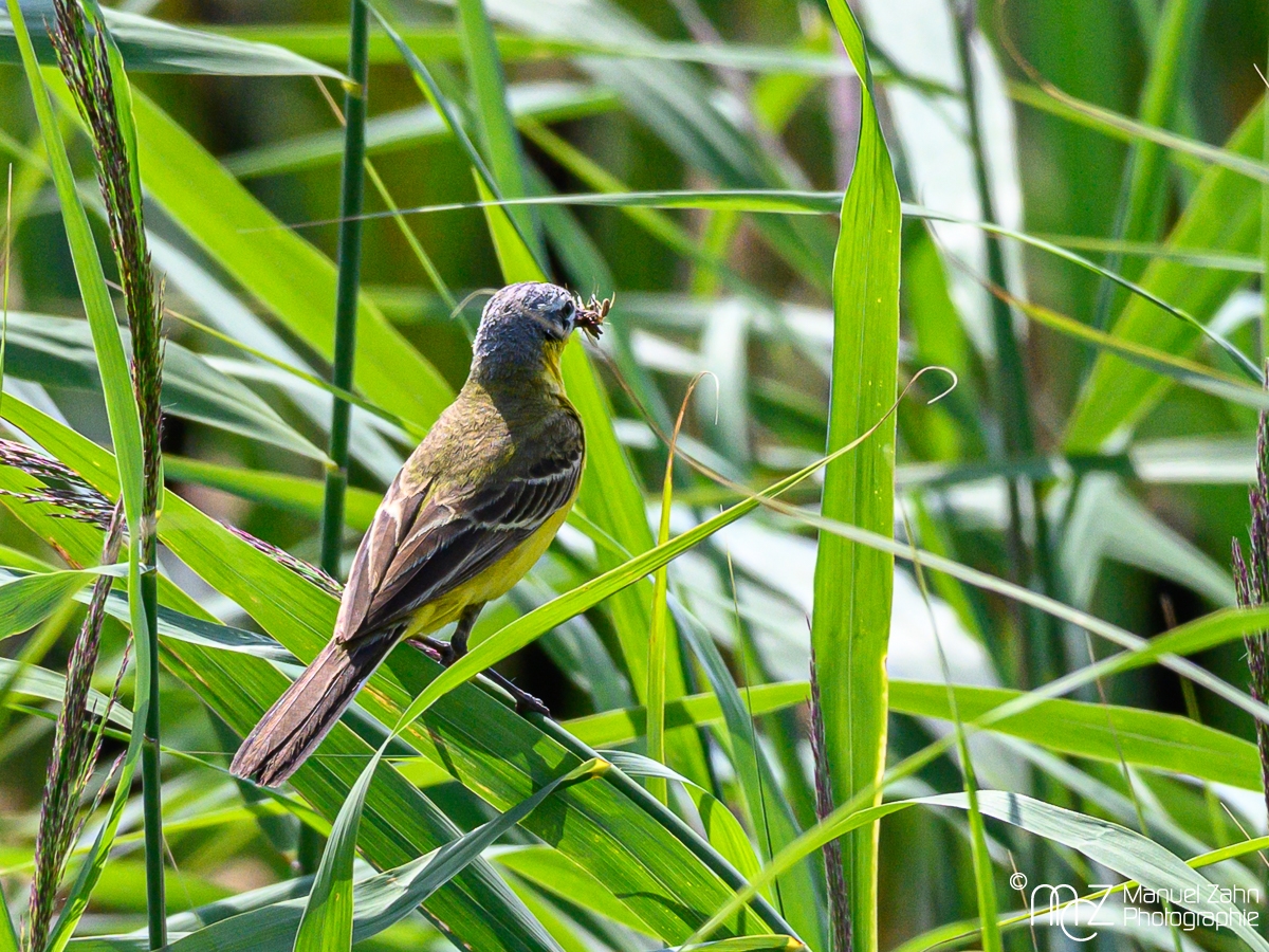 Schafstelze - Motacilla flava - Western Yellow Wagtail