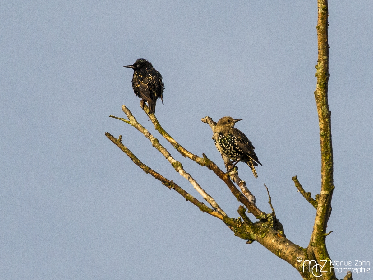 Star - Sturnus vulgaris - Common Starling