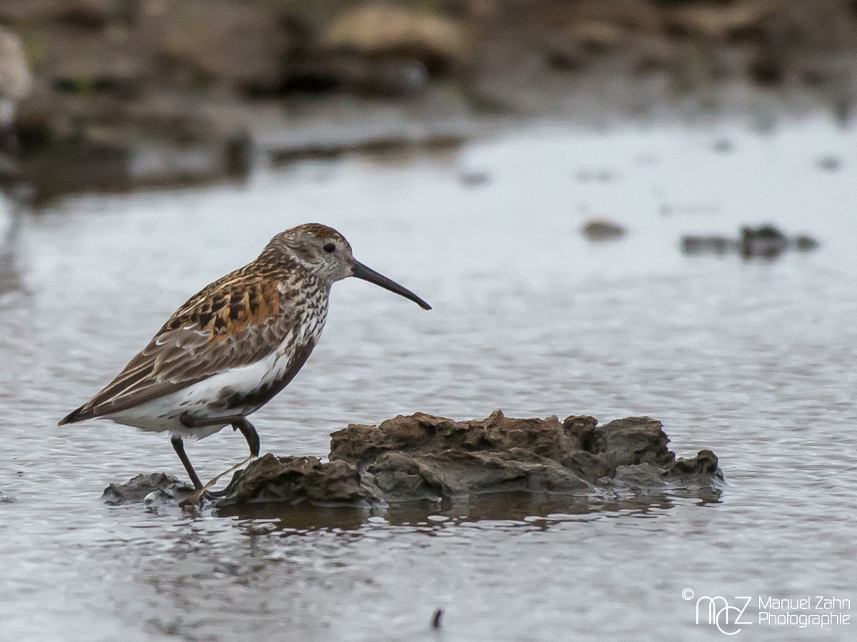Alpenstrandläufer - Calidris alpina - Dunlin