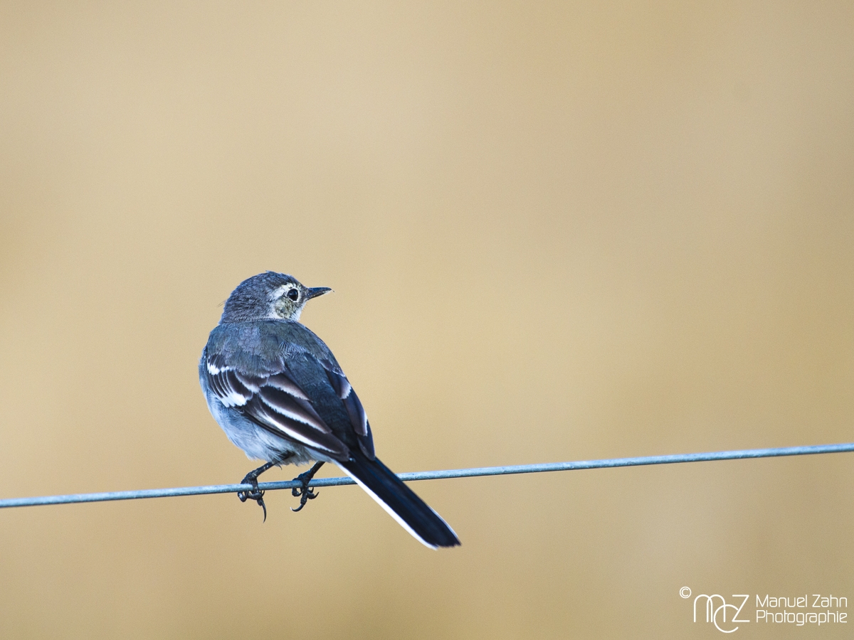 Bachstelze - Motacilla alba - White Wagtail