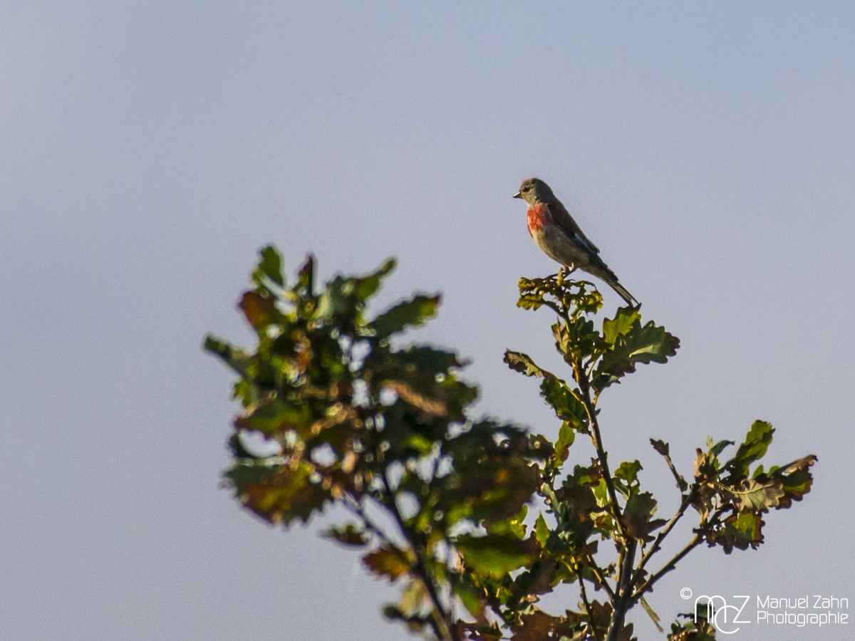 Bluthänfling - Carduelis cannabina - Common linnet