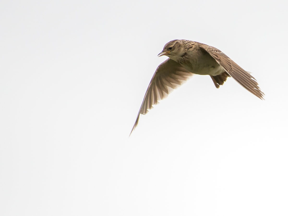 Feldlerche - Alauda arvensis - Eurasian skylark
