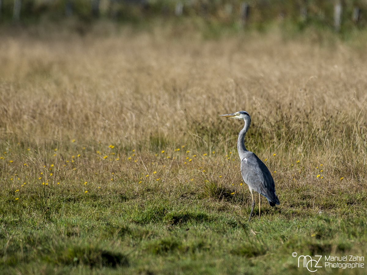 Graureiher - Ardea cinerea - Grey Heron