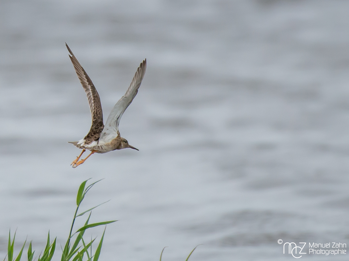 Kampfläufer - Philomachus pugnax - Ruff