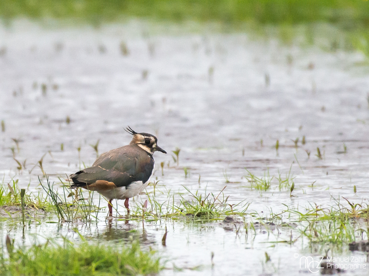 Kiebitz - Vanellus vanellus - Northern Lapwing