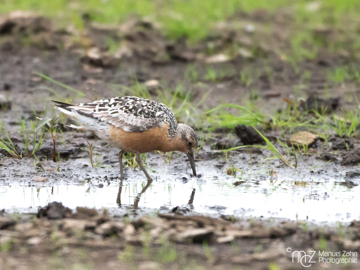 Knutt - Calidris canutus - Red knot