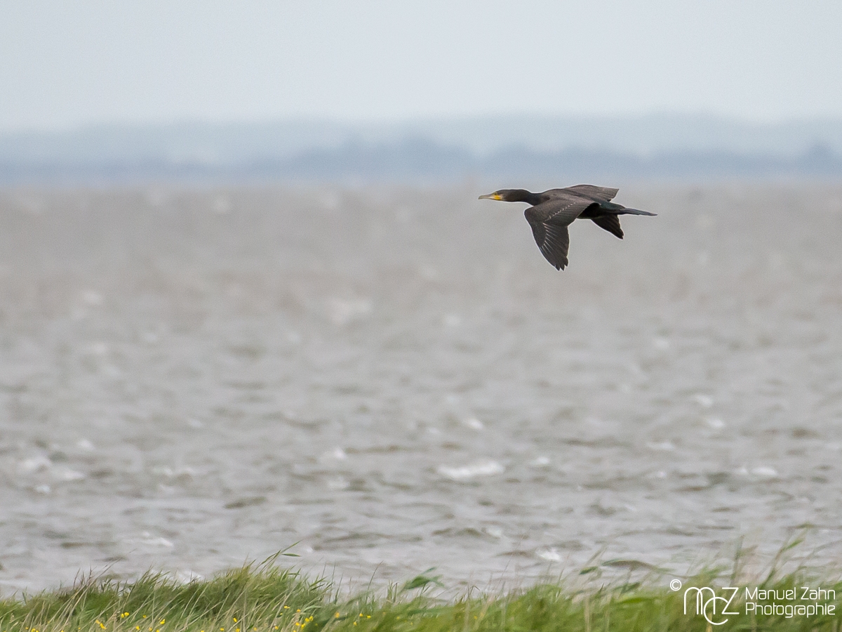 Kormoran - Phalacrocorax carbo - Great Cormorant
