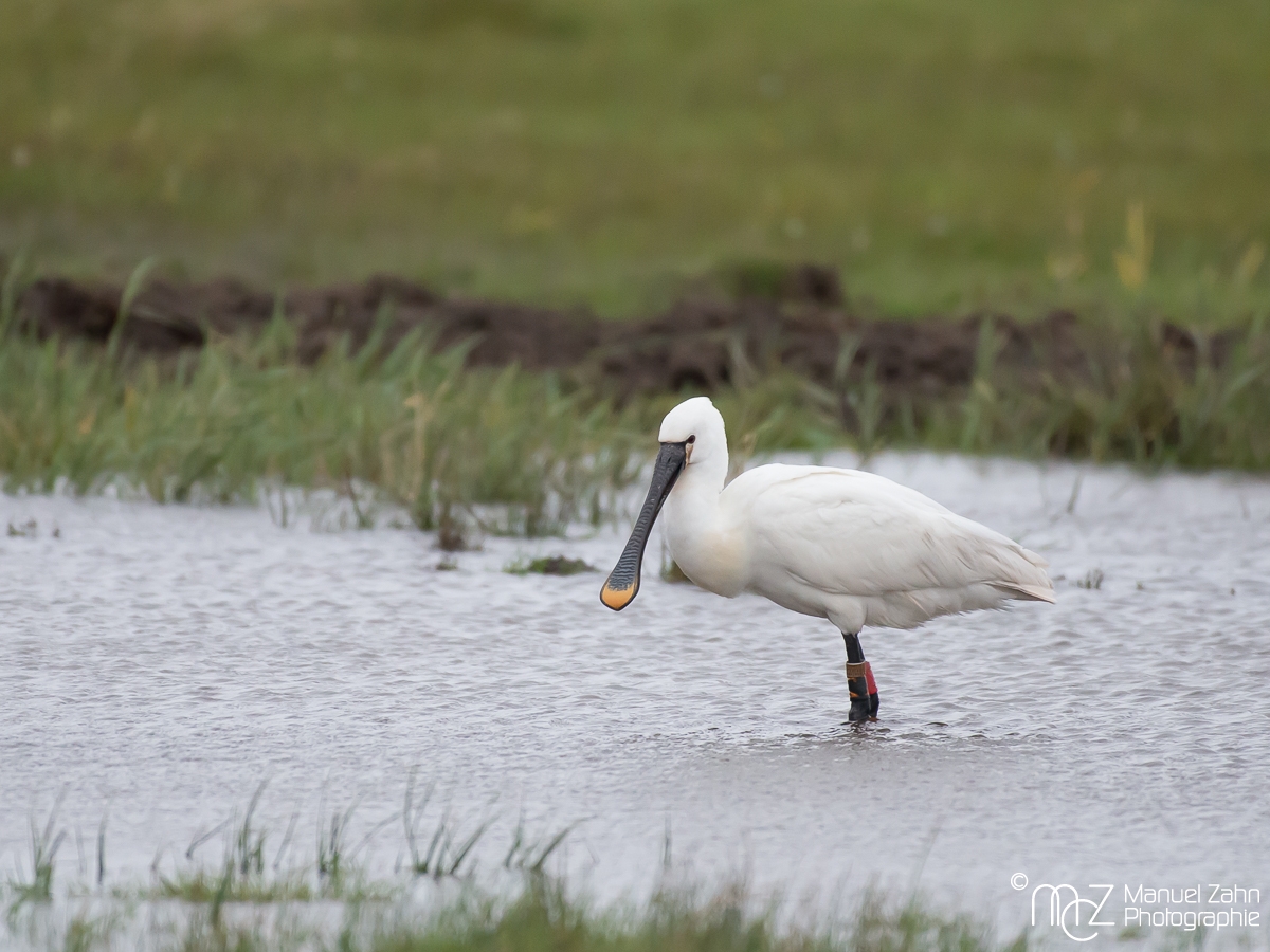 Löffler - Platalea leucorodia - Eurasian Spoonbill
