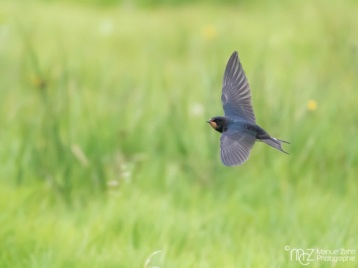 Rauchschwalbe - Hirunda rustica - Barn Swallow
