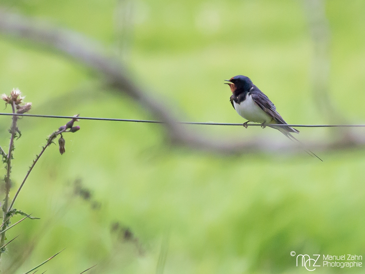 Rauchschwalbe - Hirunda rustica - Barn Swallow
