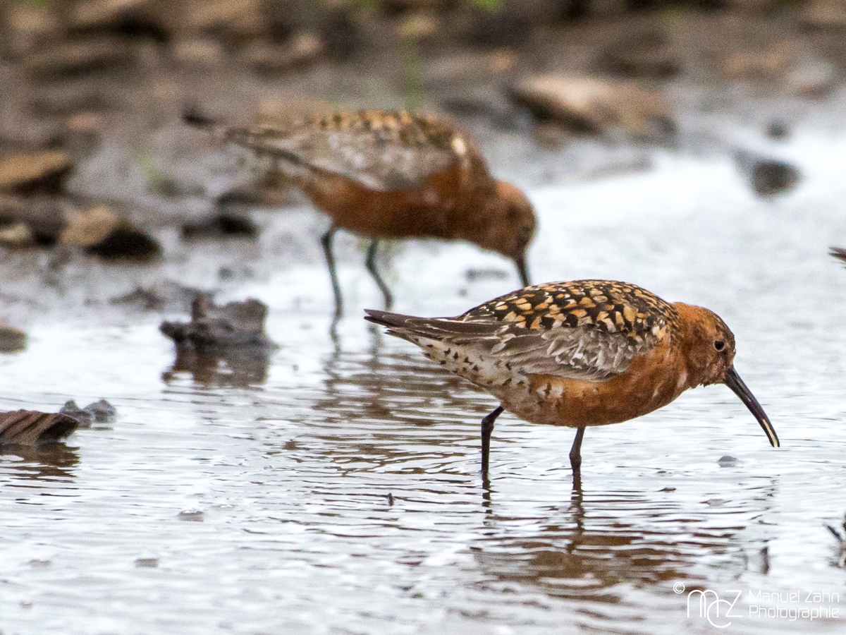 Sichelstrandläufer - Calidris ferruginea - Curlew Sandpiper