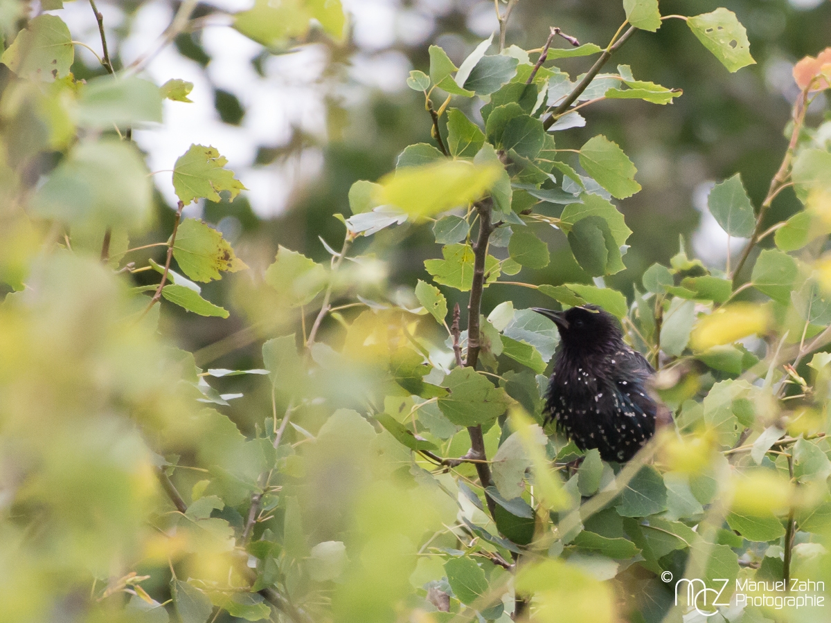 Star - Sturnus vulgaris - Common Starling