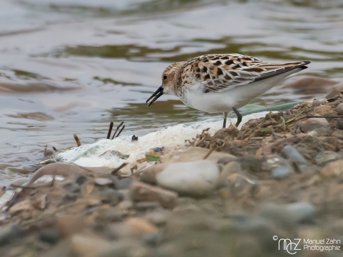 Zwergstrandläufer - Calidris minuta - Little Stint