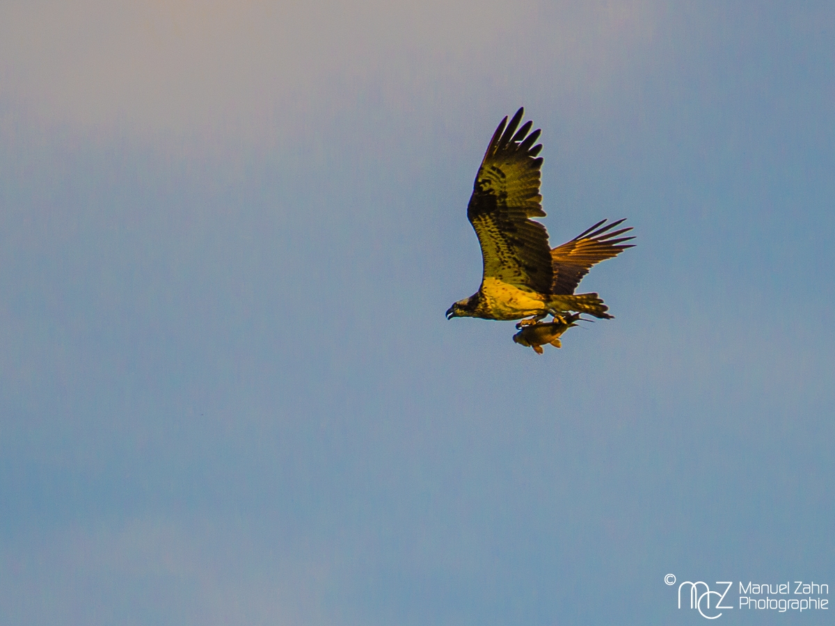 Fischadler - Pandion haliaetus - Osprey