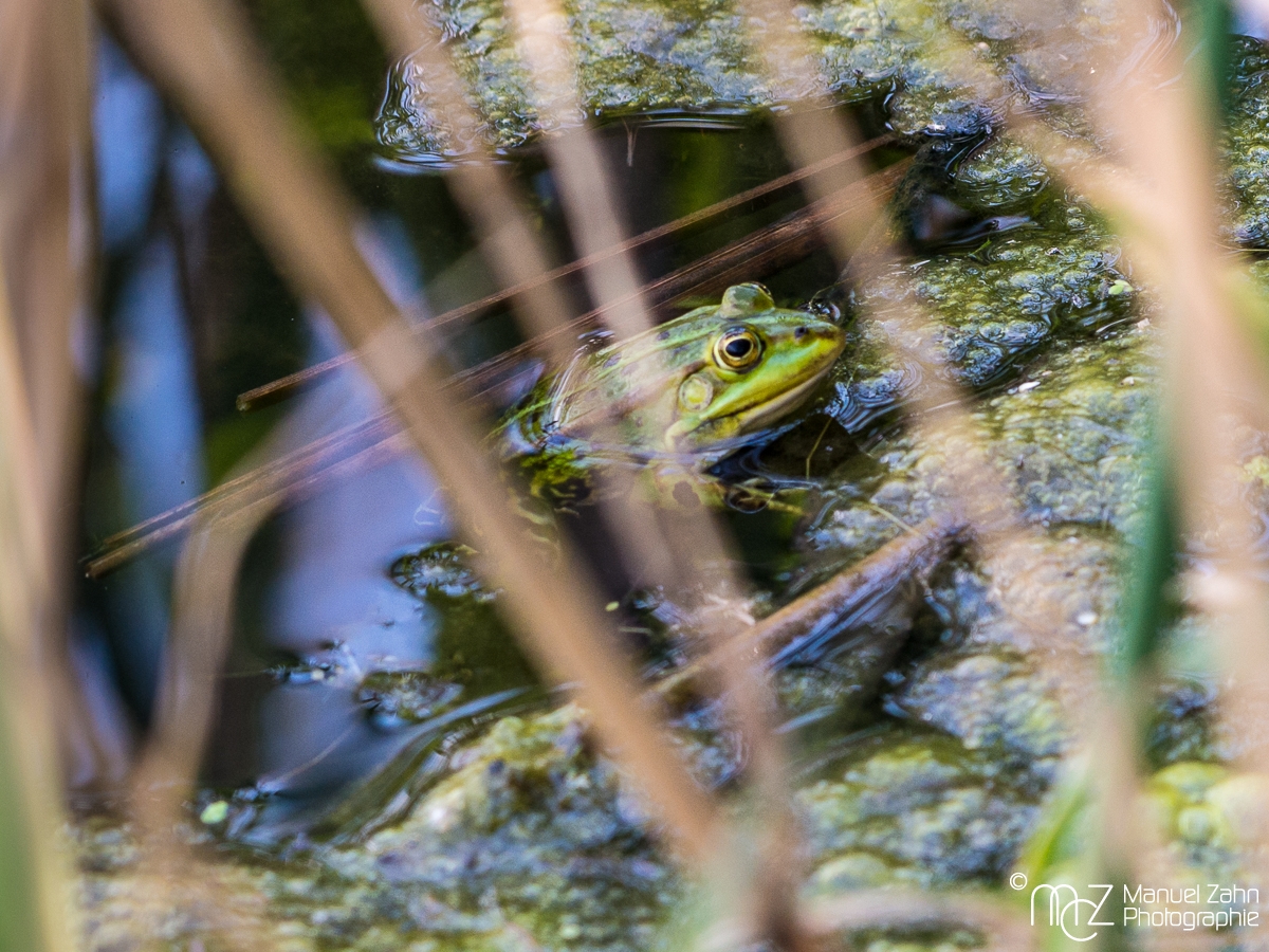 Frosch